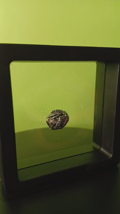 Колибри със синьо сияние